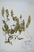 單邊鐵角蕨藏品圖，第1張