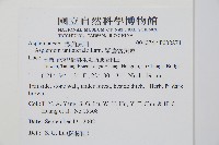 單邊鐵角蕨藏品圖，第2張