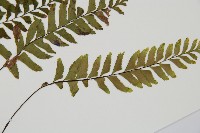 單邊鐵角蕨藏品圖，第3張