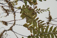 單邊鐵角蕨藏品圖，第4張