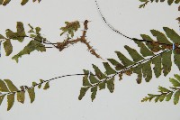 單邊鐵角蕨藏品圖，第5張