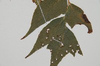 濱海全緣貫眾蕨藏品圖，第3張