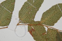 濱海全緣貫眾蕨藏品圖，第4張