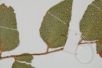 濱海全緣貫眾蕨藏品圖，第5張