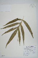 大線蕨藏品圖，第1張