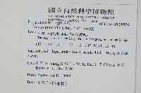 大線蕨藏品圖，第2張