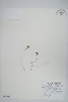 分枝莎草蕨藏品圖，第1張