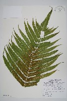 蘭嶼大葉毛蕨藏品圖，第1張