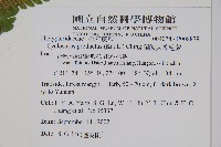 蘭嶼大葉毛蕨藏品圖，第2張