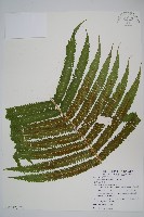 蘭嶼大葉毛蕨藏品圖，第3張