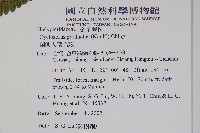 蘭嶼大葉毛蕨藏品圖，第4張