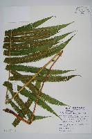 蘭嶼大葉毛蕨藏品圖，第5張