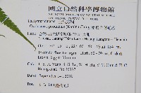 蘭嶼大葉毛蕨藏品圖，第6張