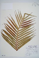 烏毛蕨藏品圖，第1張