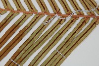 烏毛蕨藏品圖，第3張