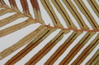 烏毛蕨藏品圖，第4張