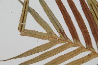 烏毛蕨藏品圖，第5張