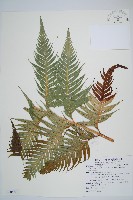 臺灣狗脊蕨藏品圖，第1張