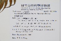 臺灣狗脊蕨藏品圖，第2張