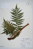 蘭嶼筆筒樹、蘭嶼桫欏藏品圖，第1張