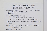 蘭嶼筆筒樹、蘭嶼桫欏藏品圖，第2張