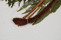 蘭嶼筆筒樹、蘭嶼桫欏藏品圖，第3張