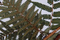 蘭嶼筆筒樹、蘭嶼桫欏藏品圖，第4張