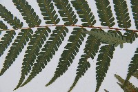 蘭嶼筆筒樹、蘭嶼桫欏藏品圖，第5張