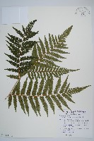 蘭嶼筆筒樹、蘭嶼桫欏藏品圖，第6張