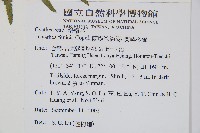 蘭嶼筆筒樹、蘭嶼桫欏藏品圖，第7張