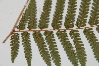 蘭嶼筆筒樹、蘭嶼桫欏藏品圖，第8張