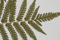 蘭嶼筆筒樹、蘭嶼桫欏藏品圖，第9張