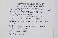 蘭嶼筆筒樹、蘭嶼桫欏藏品圖，第2張