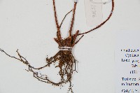 蘭嶼筆筒樹、蘭嶼桫欏藏品圖，第3張