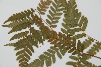 蘭嶼筆筒樹、蘭嶼桫欏藏品圖，第5張