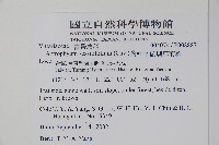 蘭嶼車前蕨藏品圖，第2張