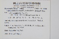 菲律賓厚葉蕨藏品圖，第2張