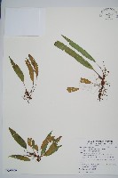 單葉雙蓋蕨藏品圖，第1張