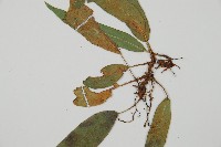 單葉雙蓋蕨藏品圖，第3張