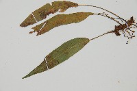 單葉雙蓋蕨藏品圖，第4張