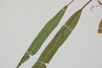 單葉雙蓋蕨藏品圖，第5張