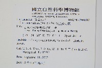 網脈鱗始蕨藏品圖，第1張