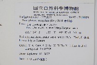 新月蕨藏品圖，第2張