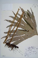 雙扇蕨藏品圖，第1張