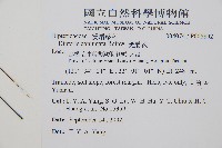 雙扇蕨藏品圖，第2張