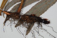 雙扇蕨藏品圖，第3張