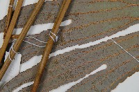 雙扇蕨藏品圖，第4張