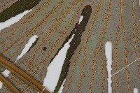 雙扇蕨藏品圖，第5張