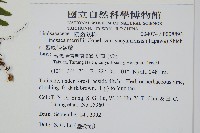攀緣陵齒蕨、攀緣鱗始蕨藏品圖，第2張
