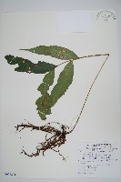 頂芽新月蕨藏品圖，第1張